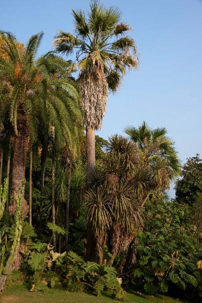 Pinus nigra Arn.