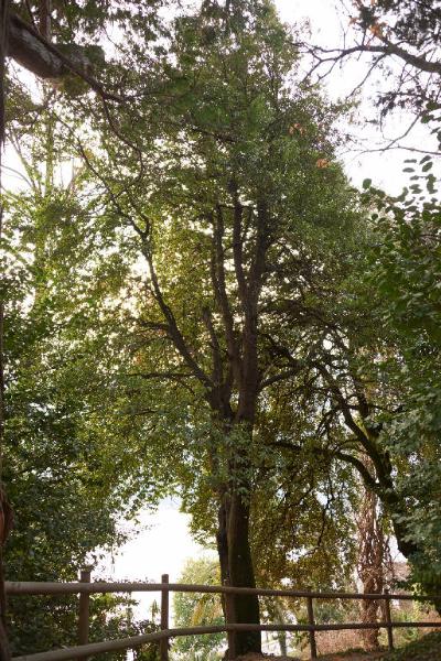 Tilia cordata Mill.