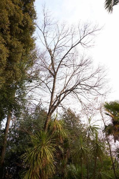 Phoenix canariensis Chabaud