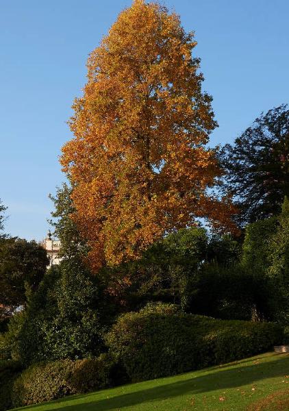 Liriodendron tulipifera L.