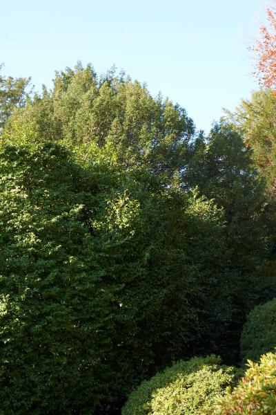 Taxus baccata L.