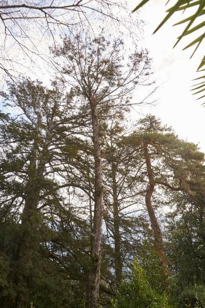 Parrotia persica C.A.Mey