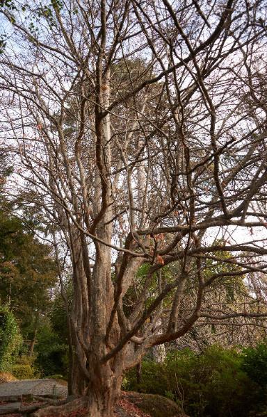 Betula pubescens Ehrh.