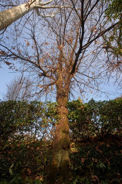 Castanea sativa Mill.