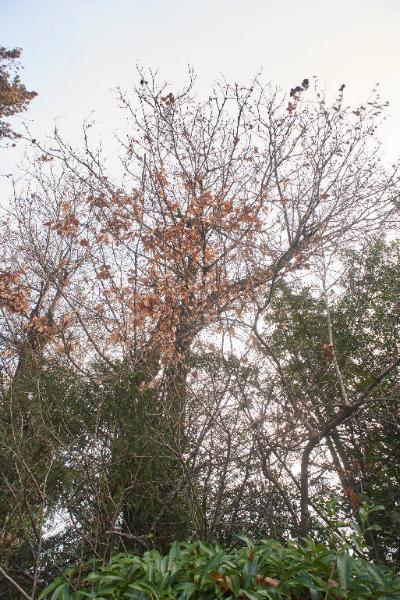 Tilia cordata Mill.