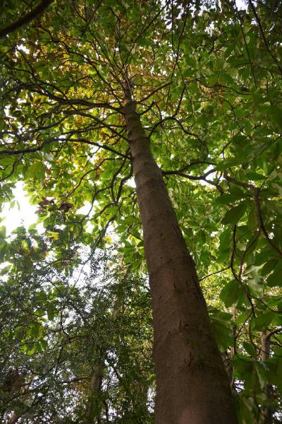 Cupressus sempreverdis L.