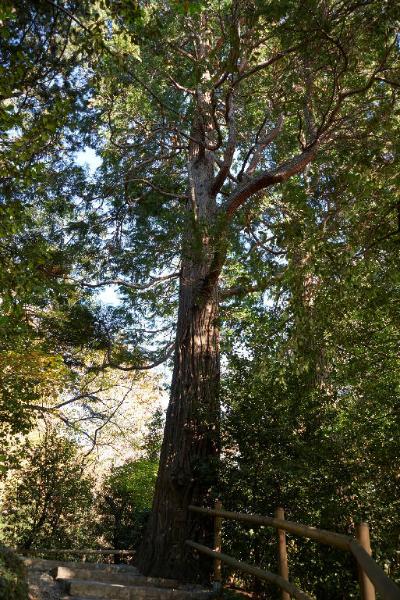 Calocedrus decurrens (Torr.)Florin.