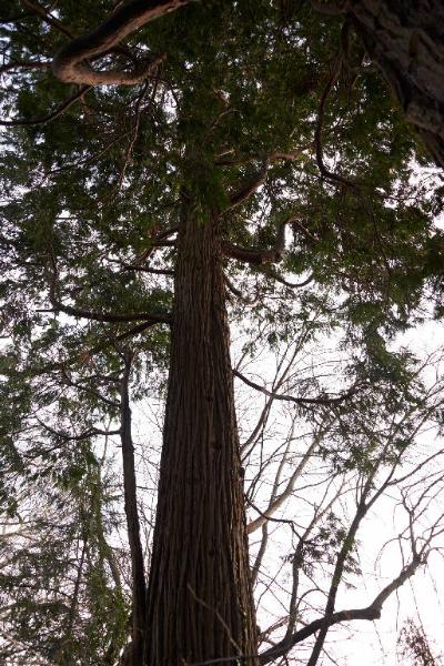 Tilia X europaea L.