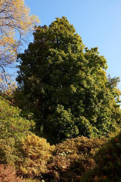 Magnolia grandiflora L.