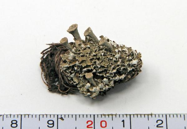 Cladonia pyxidata (L.) Hoffm.