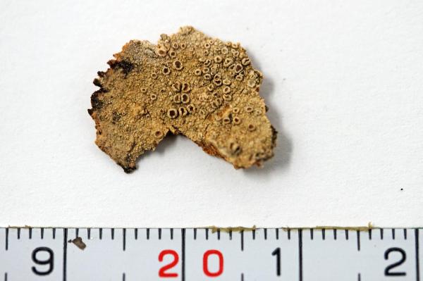 Lecanora chlarothera Nyl.