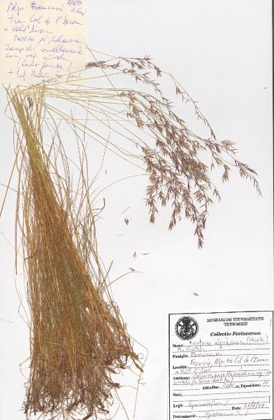 Festuca nigricans (Hack.) K.Richt.
