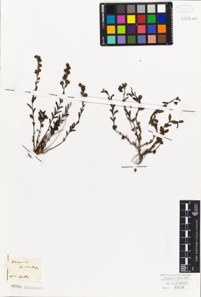 Veronica fruticulosa