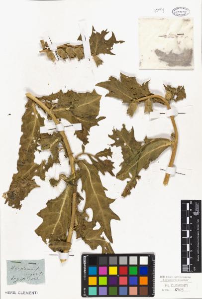 Hyosciamus niger L.