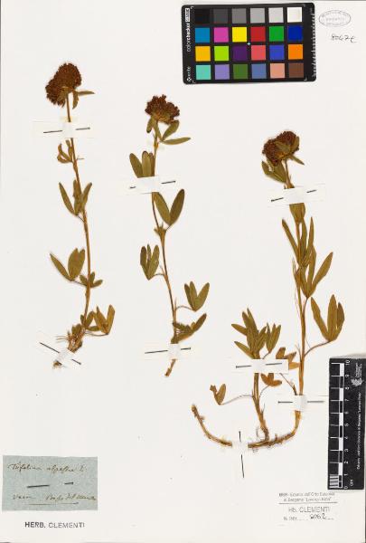 Trifolium alpestre L.