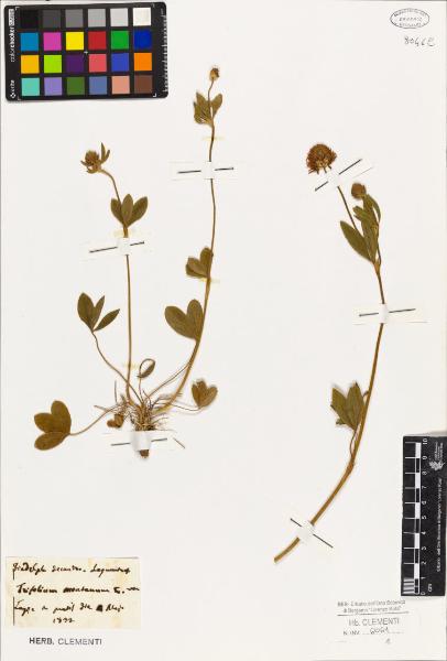 Trifolium montanum L.