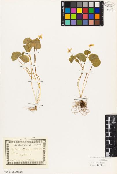 Viola biflora L.