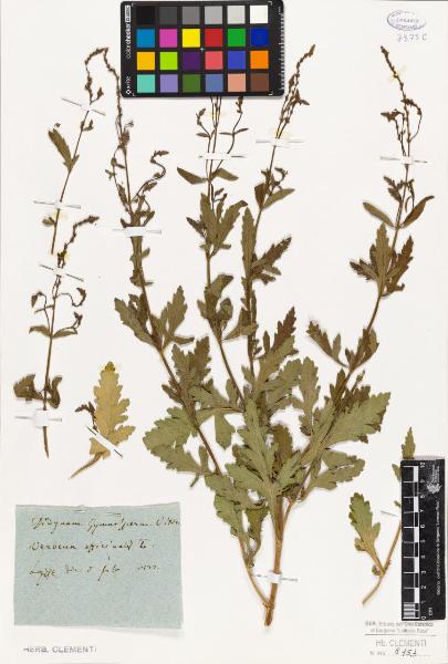 Verbena officinalis L.