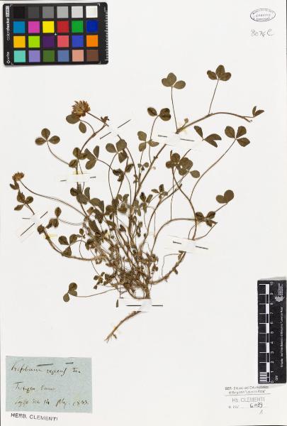 Trifolium repens L.