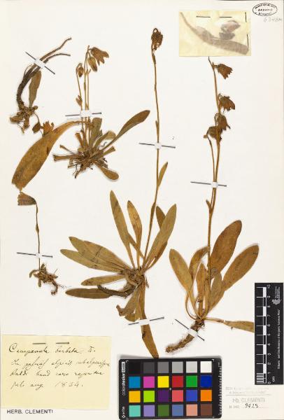 Campanula barbata L.