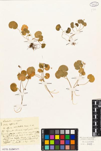 Viola biflora L.