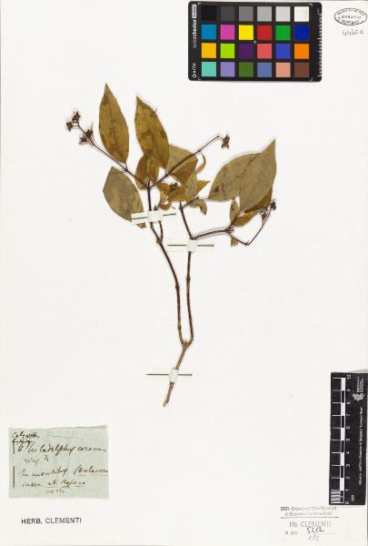 Philadelphus coronarius L.