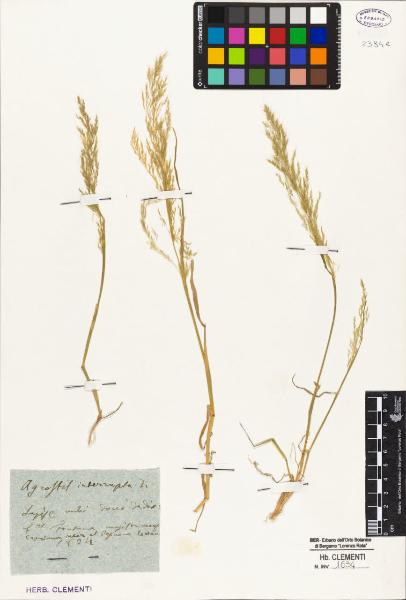 Agrostis interrupta