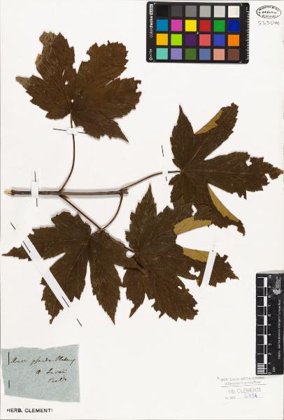 Acer pseudoplatanus