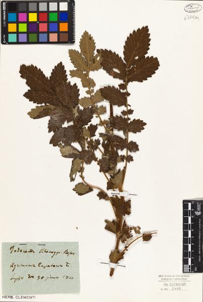 Agrimonia eupatoria L.