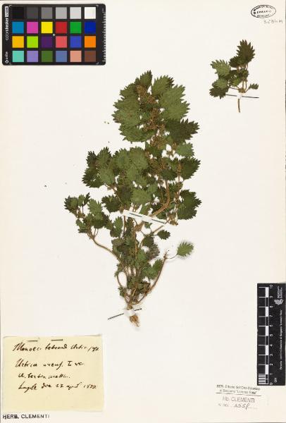 Urtica urens L.