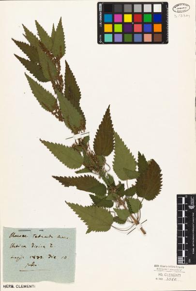 Urtica dioica