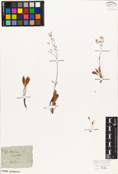 Valeriana saxatilis