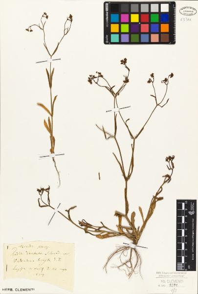 Valeriana locusta S.L.