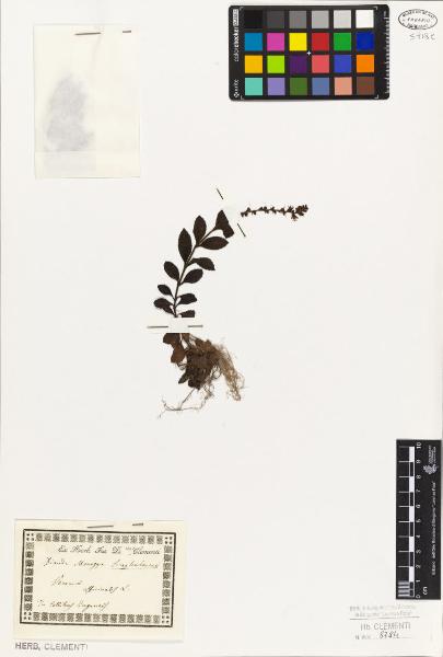 Veronica officinalis L.