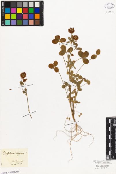 Trifolium hybridum