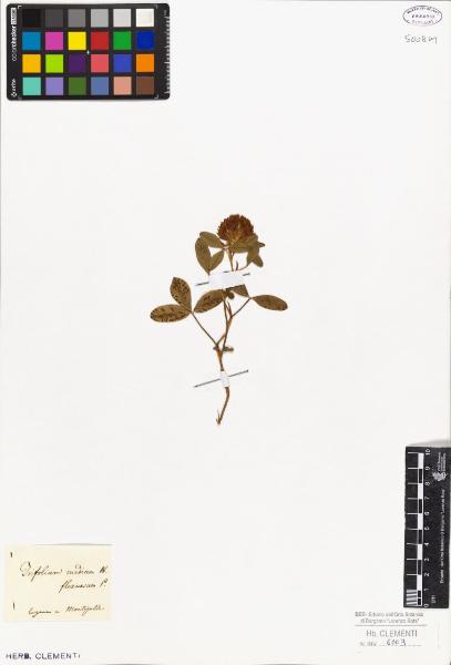 Trifolium medium W.