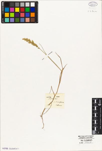 Agrostis stolonifera