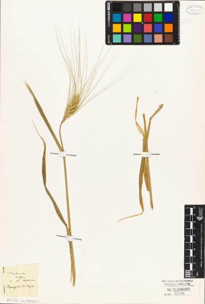 Triticum vulgare