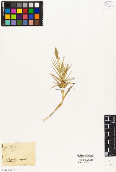 Agrostis pungens