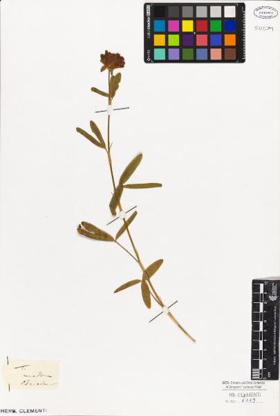 Trifolium medium