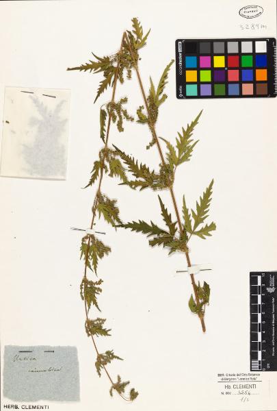 Urtica cannabina