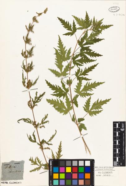 Urtica cannabina