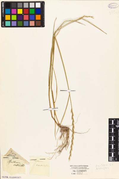 Triticum tomentosum