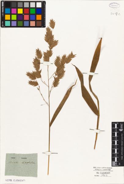 Uniola latifolia