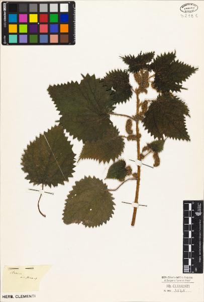 Urtica aestuans