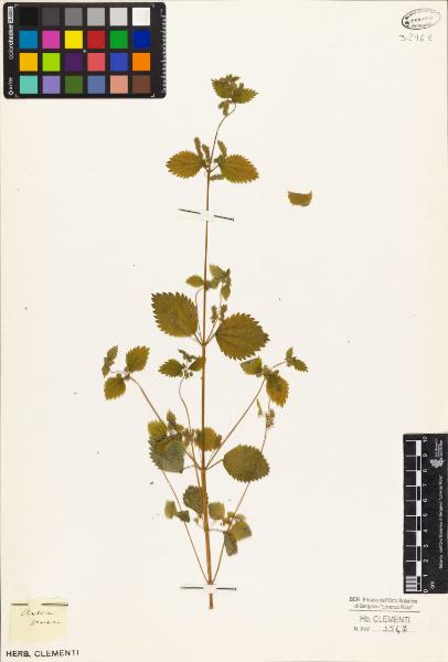 Urtica procera