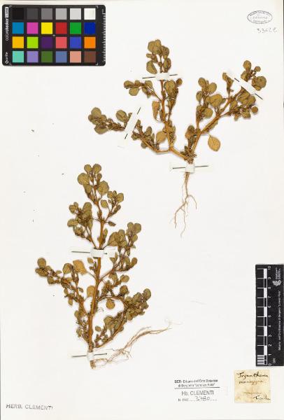 Trianthema monogyna