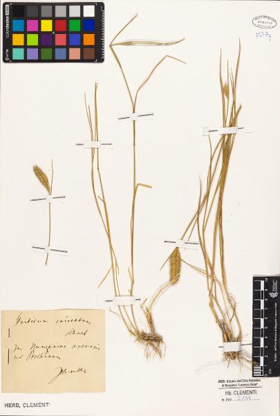 Triticum cristatum