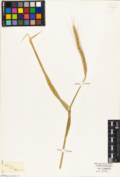 Triticum arduini Mazzucato