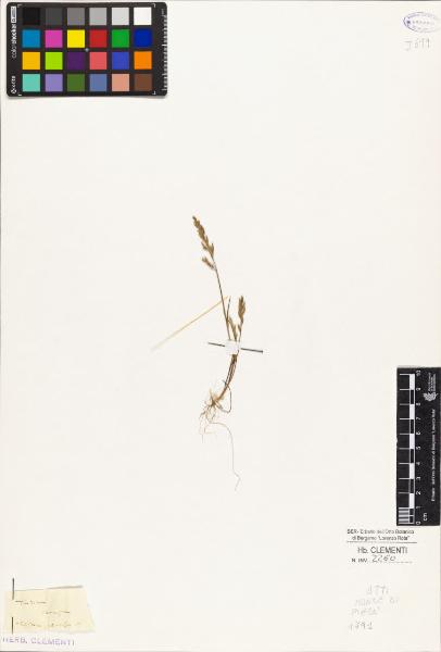 Triticum scirpeum